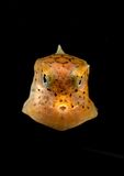 boxfish.jpg image by Fishbrew